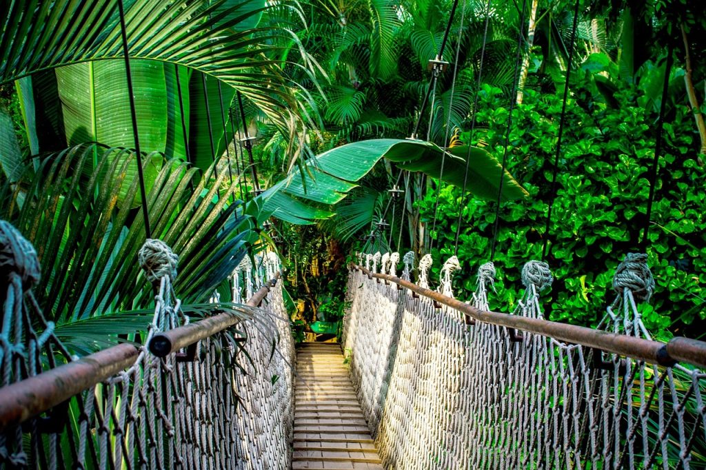 Rainforest of the Peruvian Amazon