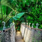 Rainforest of the Peruvian Amazon