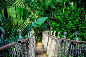 Rainforest of the Peruvian Amazon
