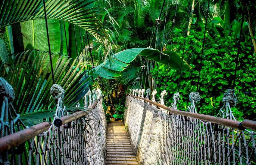 Rainforest of the Peruvian Amazon