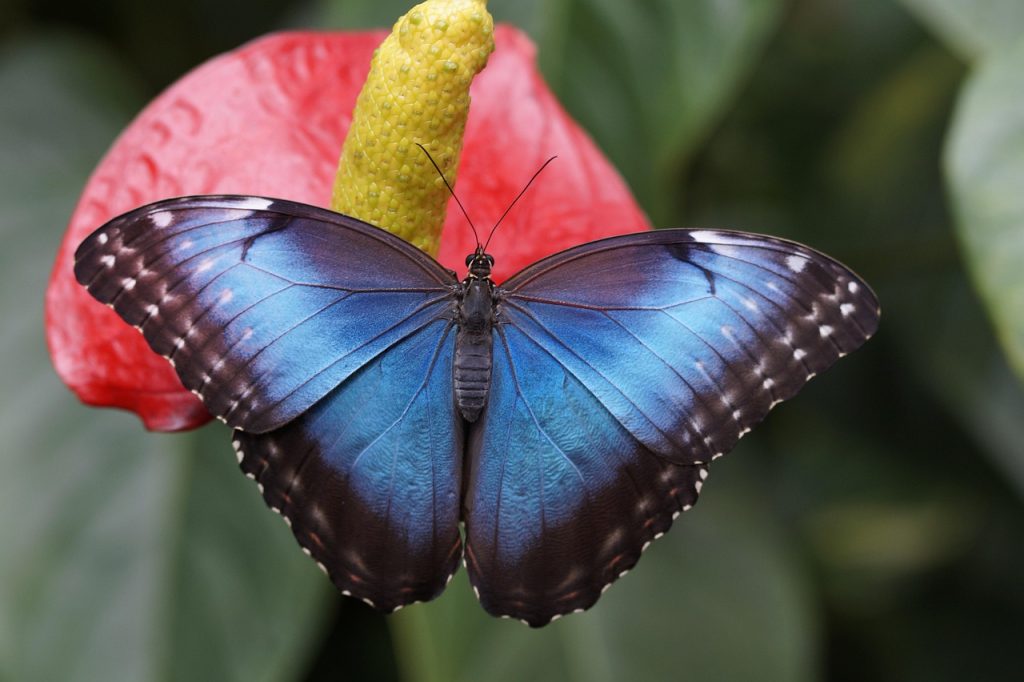 Blue morpho butterfly of the forest