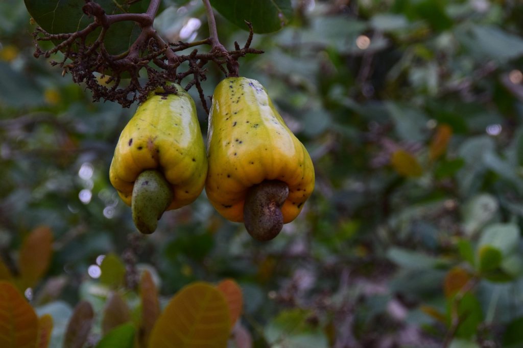 Cashew Nuts