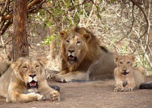 The Gir forest of Gujarat, a heartland of the Siddi