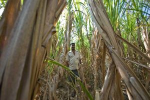 A Siddi farmer; many Siddi live by agriculture and labour