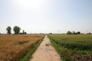 Wheat fields of the Punjab, long the mainstay of Sikh farmers