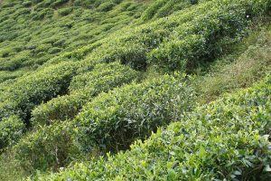 The tea-clad hills around Nuwara Eliya in the Sri Lankan highlands