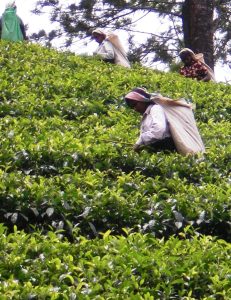 The tea plantations that shape the modern Sri Lankan economy