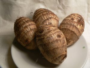 Taro, a root crop that is a staple of the Solomon Islands.
