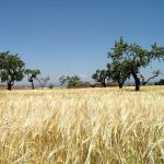 Sahel savanna landscape