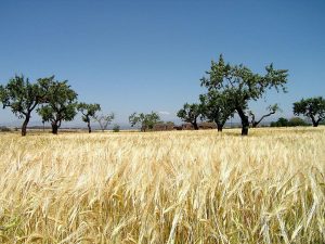 Sahel savanna landscape