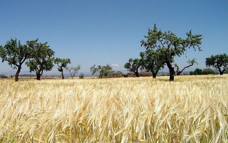 Sahel savanna landscape