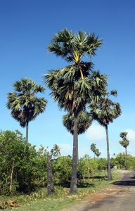 The palmyra palm, emblem of the dry northern lands of the Tamils