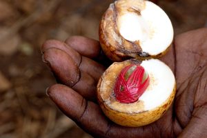 Spices of Zanzibar