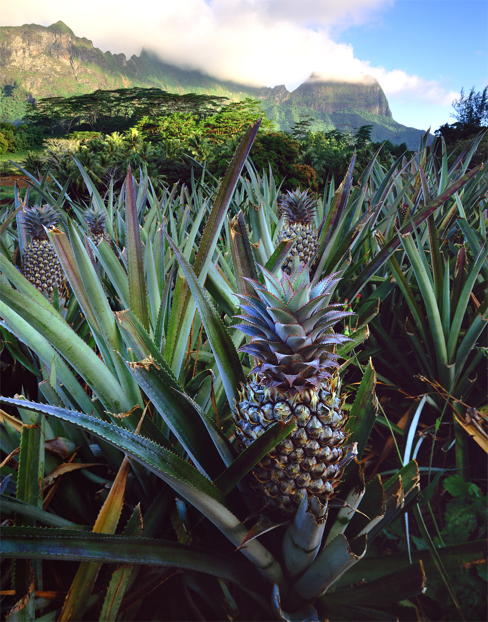 Pineapple Tahiti