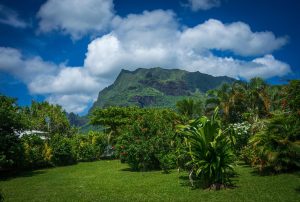 Moorea Garden