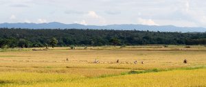 A rice harvest in the northern Thai countryside