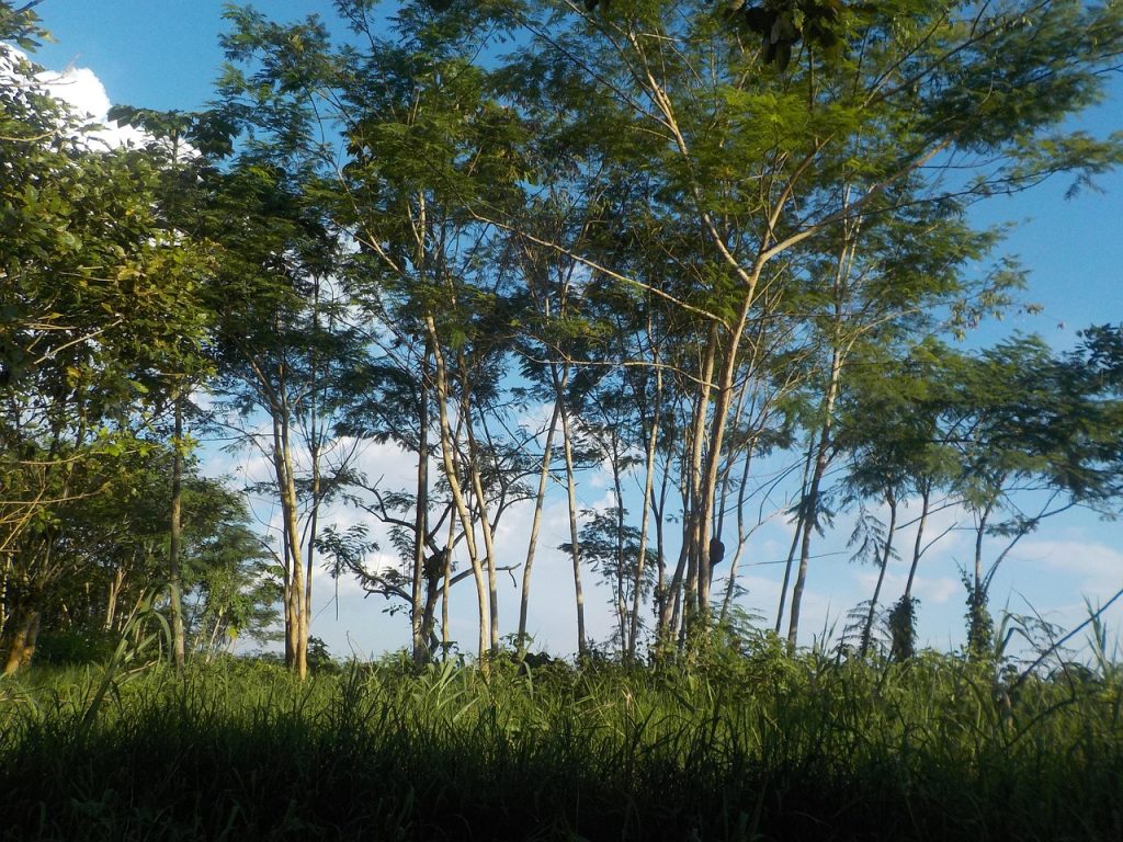 Amazon Port Nariño