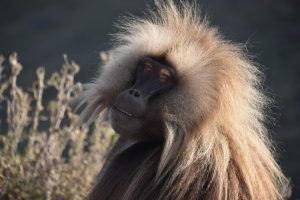 A Tigrayan man