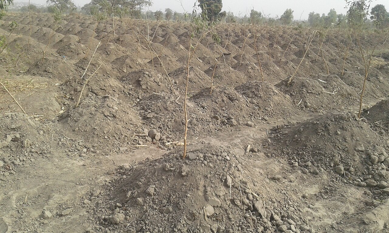 Yam farming; the Tiv are among the foremost yam growers of Nigeria.