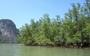 mangrove coast tiwi islands