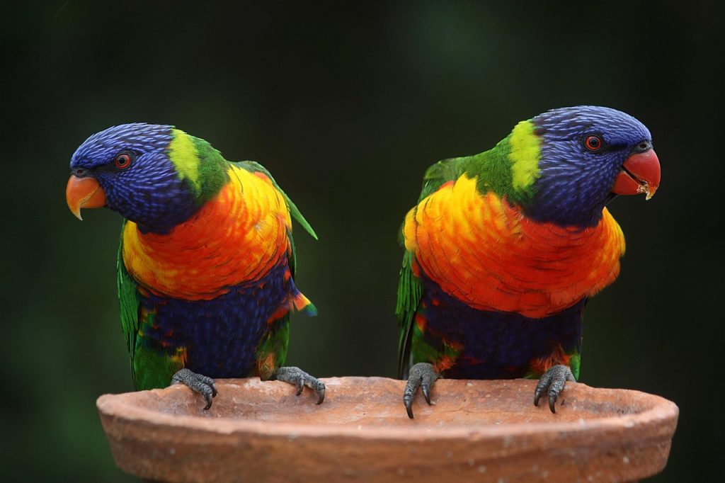 rainbow lorikeets tropical birds