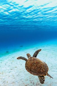 green sea turtle ocean