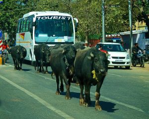 Buffaloes; Toda cuisine centres on the dairy of their herds
