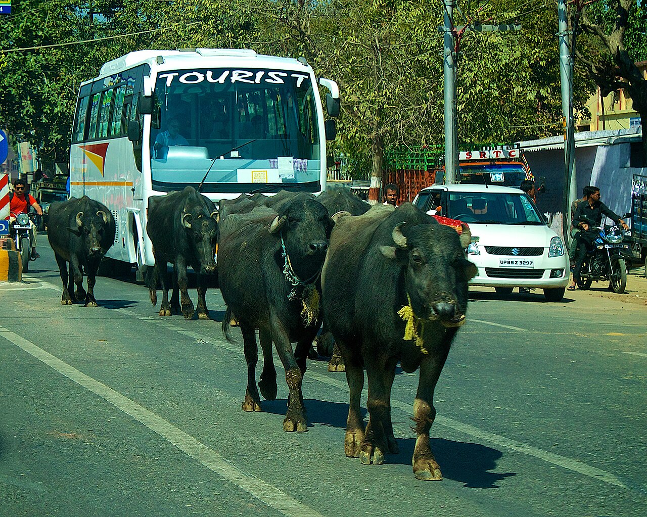 Buffaloes; Toda cuisine centres on the dairy of their herds