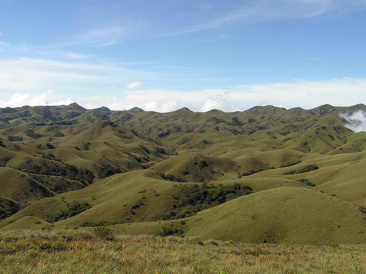 The shola forests and grasslands of the Nilgiri hills