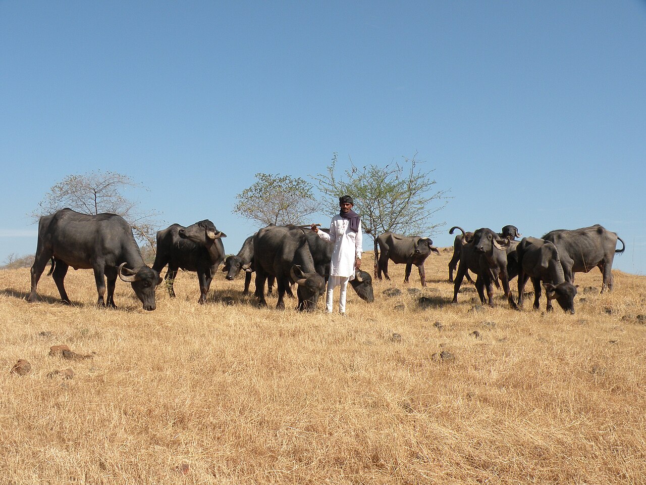 Grazing buffaloes; the Toda are pastoralists devoted to their herds
