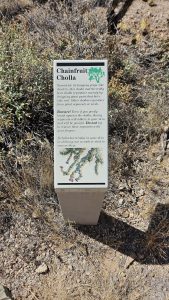 Cholla cactus, whose buds are a traditional O'odham desert food.