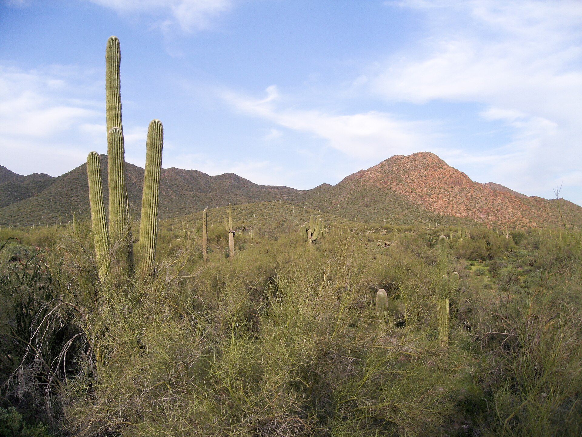 The saguaro cactus of the Sonoran Desert, the Tohono O'odham homeland.