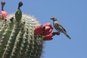 The fruit of the saguaro, harvested each summer in the O'odham new-year tradition.