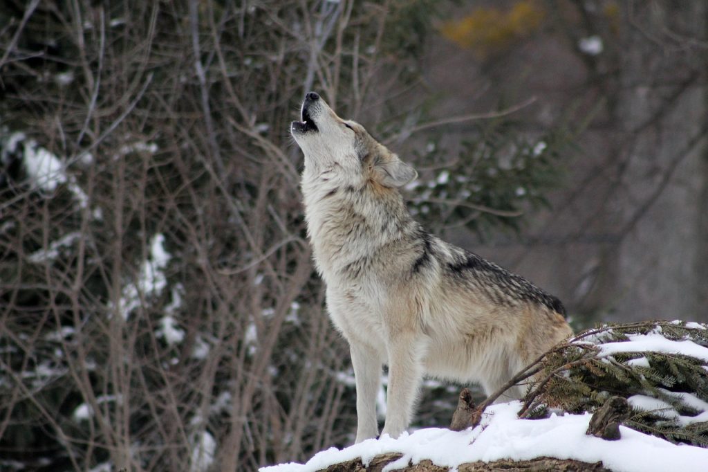 Wolf Howling photo and picture