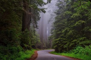 Trees Fog photo and picture