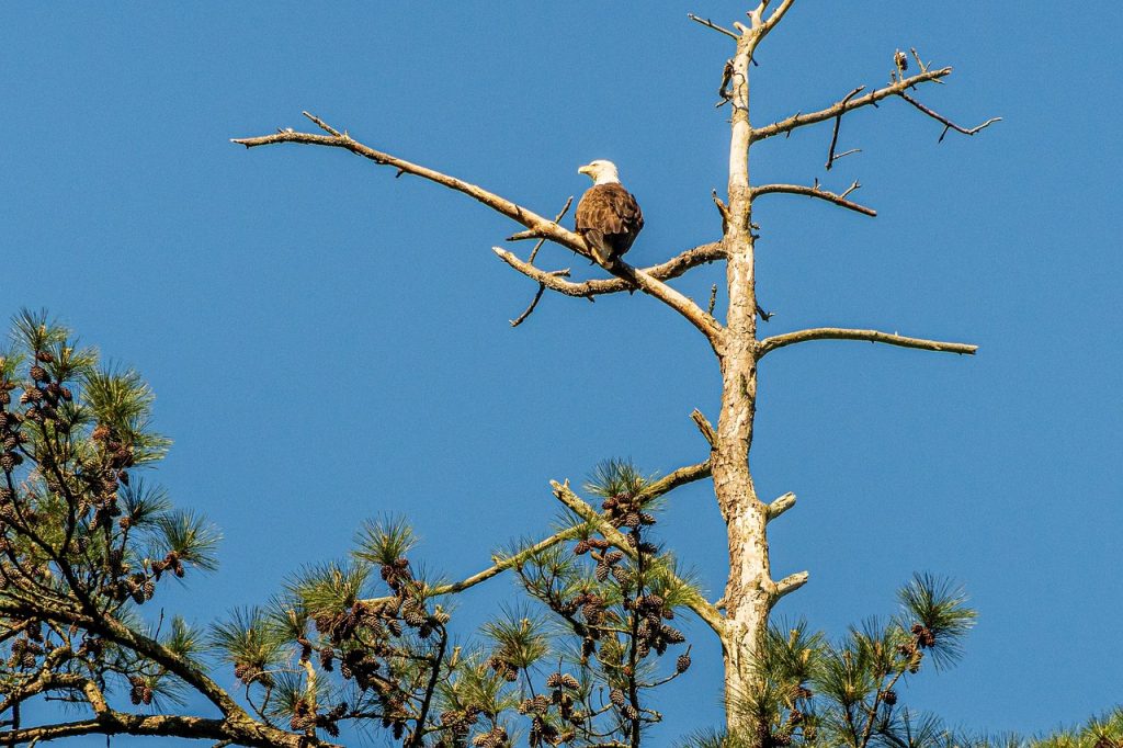 Bald Eagle Perched photo and picture