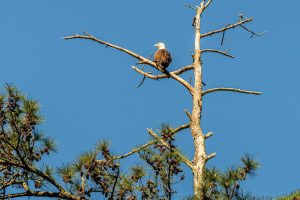 Bald Eagle Perched photo and picture