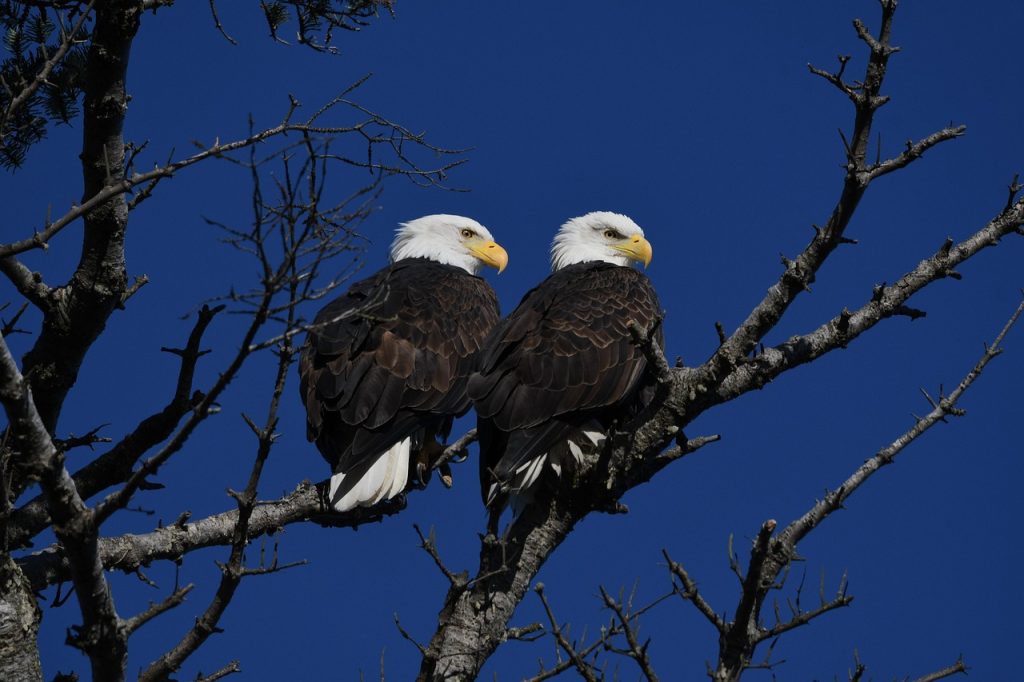 Bald Eagles Eagle photo and picture