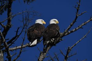 Bald Eagles Eagle photo and picture
