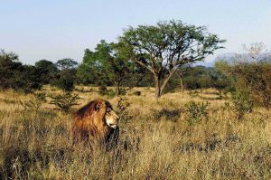 The lowveld of Limpopo; the Tsonga live in the low country of the northeast.