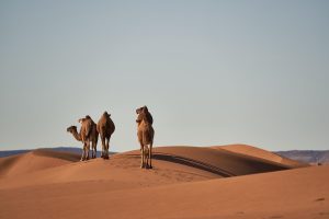 Camels Sand Dunes