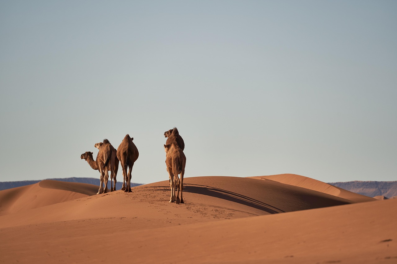 Camels Sand Dunes