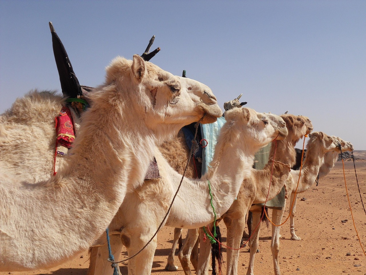 Camels Desert