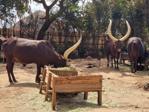 The king's Inyambo, the sacred long-horned cattle of Rwanda.