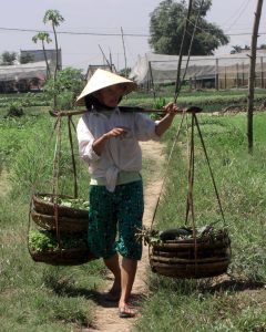Work in the Vietnamese countryside in an earlier era