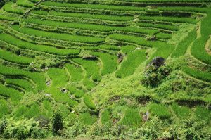 The rice terraces of Sapa in the northern Vietnamese highlands