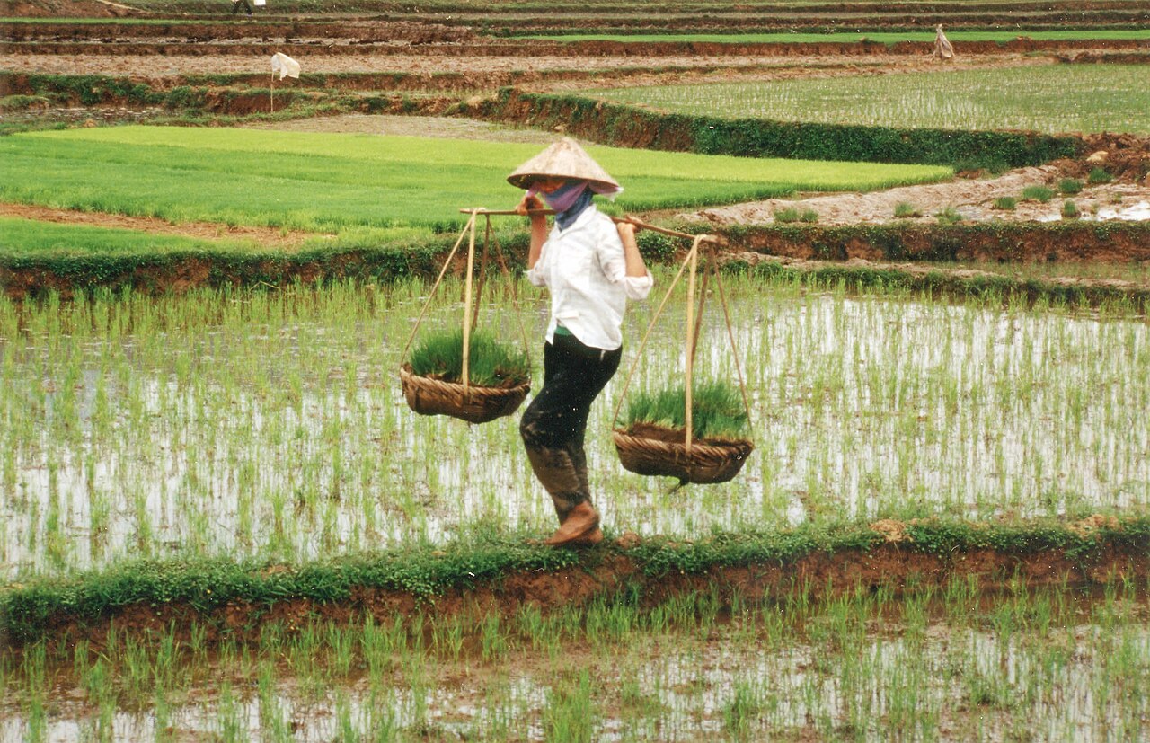 A Vietnamese farmer in a conical hat in the paddy fields