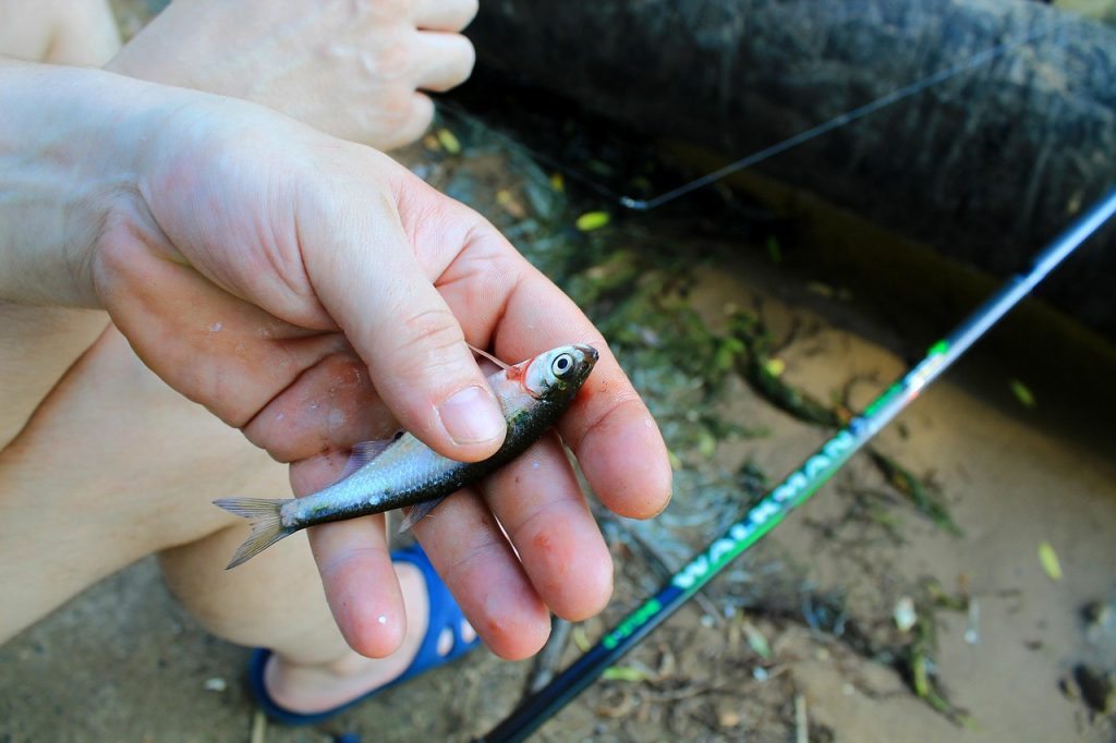 Fish Catch
