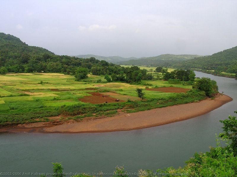 Rice fields, the mainstay of Warli agriculture