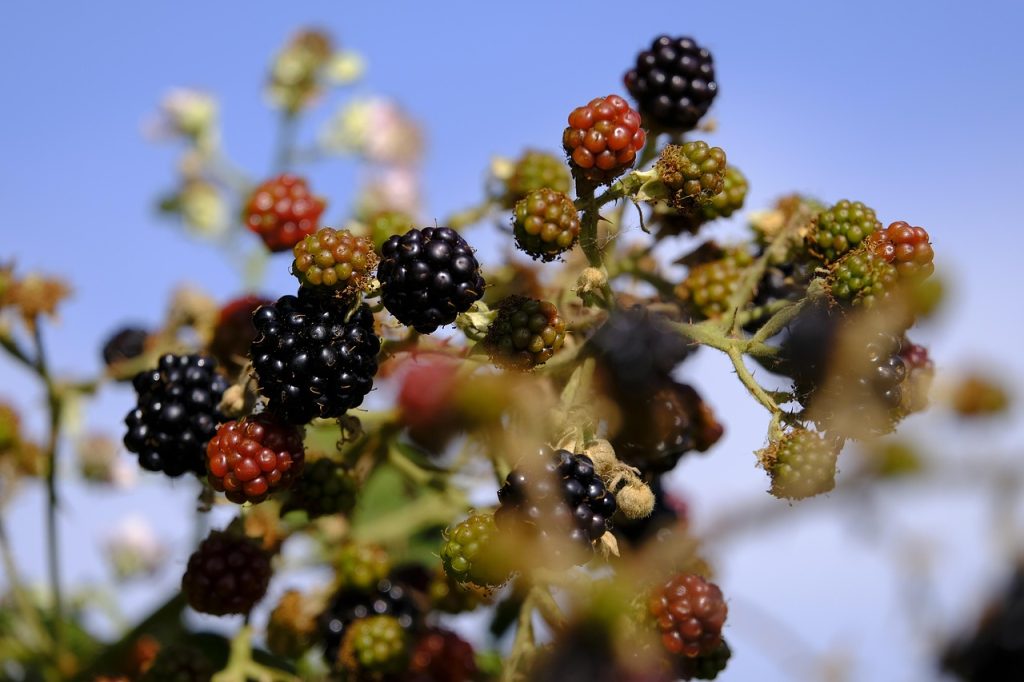 bush berries food